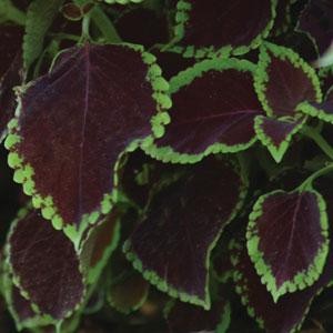 Coleus Chocolate Mint